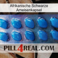 Africa Black Ant Capsule viagra1
